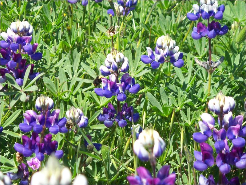   •   •   •   •    • 4/15/2009