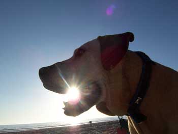 Rocky "The Love Dog" Alexander